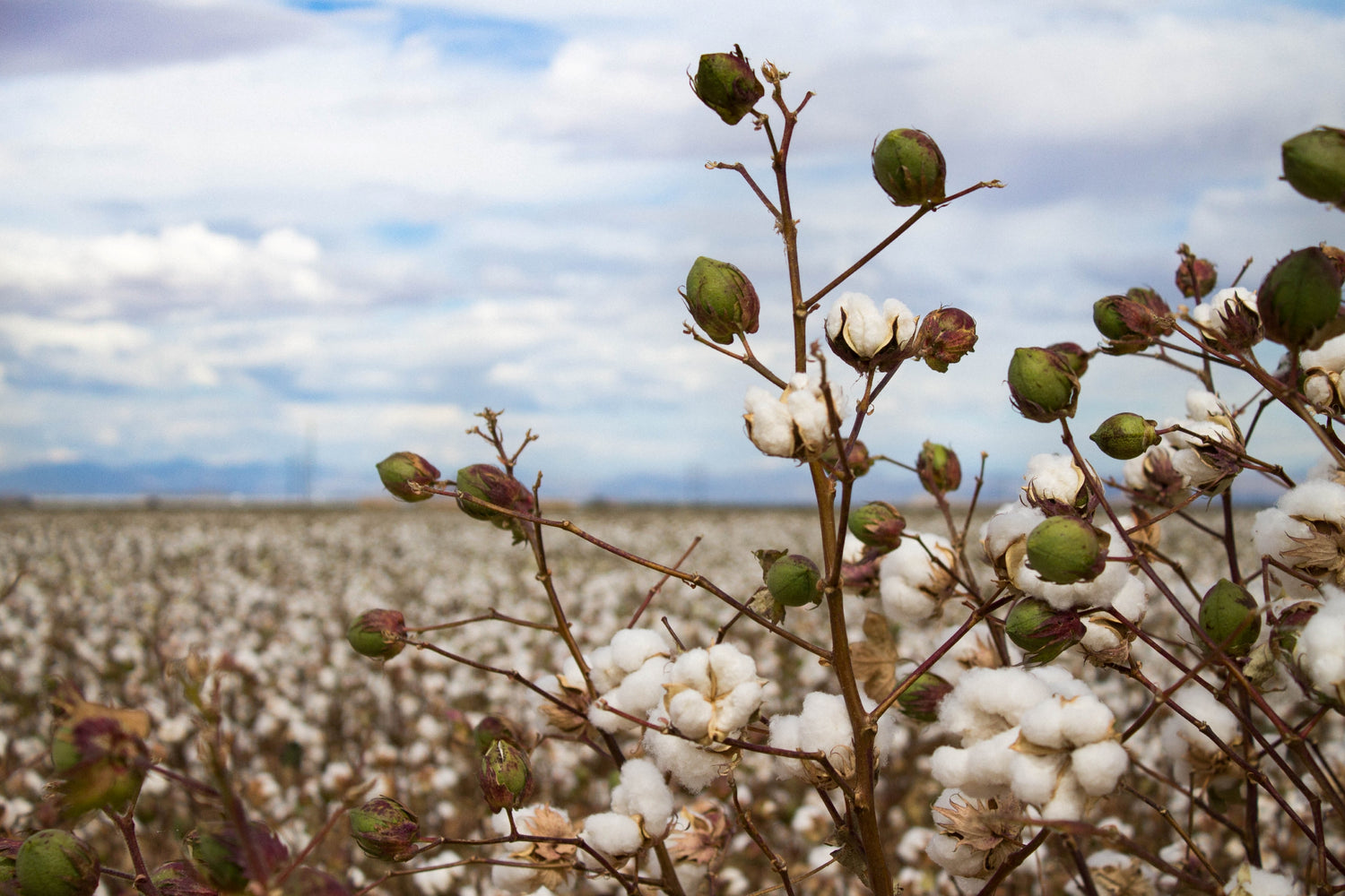 Cotton Products