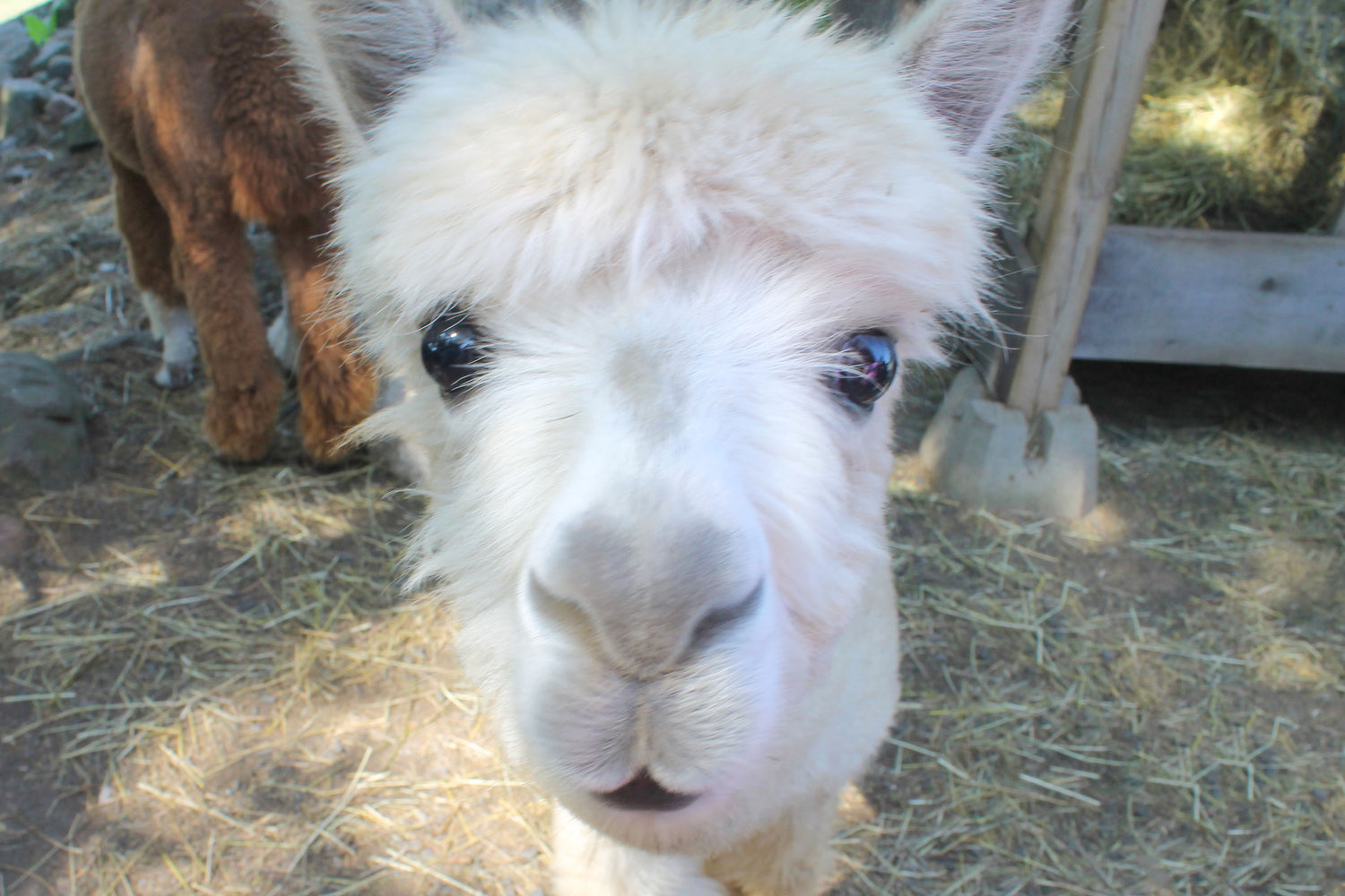 Alpaca Products